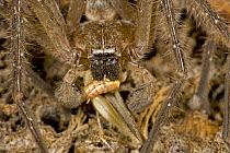 Giant Crab Spider (Olios giganteus} feeding on grasshopper, Sonoran desert, Arizona, USA