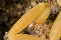 Bark Scorpion {Centruroides exilicauda} close-up of telson (stinger) Arizona, USA.
