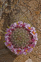 Fishhook Pincushion / Tangled fishhook cactus {Mammillaria microcarpa} in flower, viewed from above, Sonoran Desert, Arizona, USA.