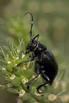 Longhorn Cactus Beetle (Moneilema gigas) feeding on Cholla cactus, Arizona, USA
