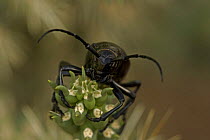 Longhorn Cactus Beetle (Moneilema gigas) feeding on Cholla cactus, Arizona, USA