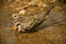 Mourning dove {Zenaida macroura} bathing, Arizona, USA.