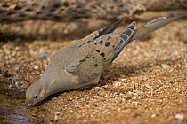 Mourning Dove {Zenaida macroura} drinking from temporary pool, Sonoran Desert, Arizona.