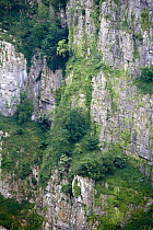 Vegetation growing on Limestone cliffs, Cheddar Gorge, Cheddar, Somerset, England.