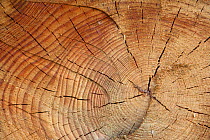 A cut log showing growth rings, Gloucestershire, England.