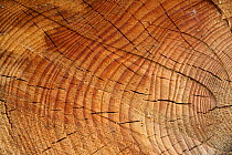 A cut log showing growth rings, Gloucestershire, England, UK.