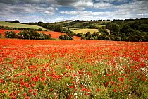 Fields full of Common Poppies {Papaver rhoeas} and White Campion {Silene alba} in flower, Gloucestershire, England, UK.