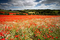 Field full of Common Poppies {Papaver rhoeas} and White Campion {Silene alba} in flower, Gloucestershire, England, UK.