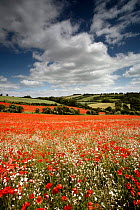 Field full of Common Poppies {Papaver rhoeas} and White Campion {Silene alba} in flower, Gloucestershire, England, UK.