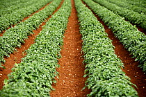 Rows of Potato plants {Solanum tuberosum} in field, Gloucestershire, England, UK.