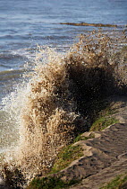 Wave from a springtime tidal bore hitting a riverbank on the River Severn at Minsterworth, also known as the Severn Bore. Gloucestershire UK.