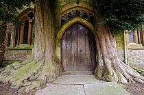 Common Yew trees {Taxus baccata) flanking the doorway to a parish church, Stow-on-the-Wold, Gloucestershire, England, UK.