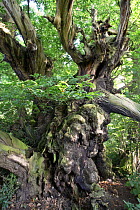 Ancient Sweet Chestnut tree {Castanea sativa} Tortworth, Gloucestershire, England, UK, - believed to be up to 1200 years old.