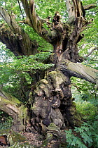 Ancient Sweet Chestnut tree {Castanea sativa} Tortworth, Gloucestershire, England, UK, - believed to be up to 1200 years old.