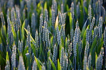Wheat {Triticum aestivum} growing in field, Gloucestershire, UK.