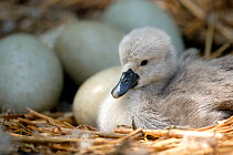 RF- Mute swan cygnet (Cygnus olor) in nest with eggs. Abbotsbury, Dorset, UK. (This image may be licensed either as rights managed or royalty free.)