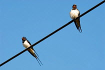 Two Swallows {Hirundo rustica} perched on overhanging cable, Bradworthy, Devon, UK.