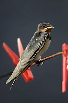 Juvenile swallow {Hirundo rustica} perched on clothes line, Bradworthy, Devon, UK.