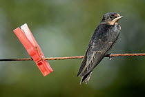Juvenile swallow {Hirundo rustica} perched on clothes line. Bradworthy, Devon, UK.