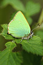Green hairstreak butterfly {Callophrys rubi} resting on leaf, Fingle bridge, Devon, UK.