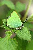 Green hairstreak butterfly {Callophrys rubi} Fingle bridge, Devon.