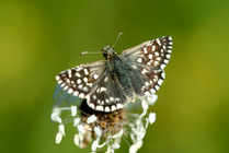 Grizzled skipper butterfly {Pyrgus malvae} resting on plant, Durlston park, Dorset, UK.