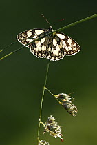 Marbled white butterfly {Melanargia galathea} on grass.