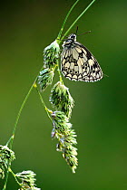 Marbled white butterfly {Melanargia galathea} on grass, UK.
