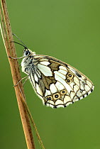 Marbled white butterfly {Melanargia galathea} profile on grass displaying underside. Dunsdon Devon Wildlife Trust reserve, near Holsworthy, Devon, UK.