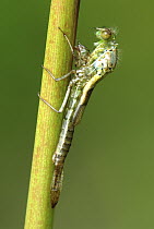 Common blue damselfly {Enallagma cyathigerum} emerging from nymphal case, UK. Sequence 1/3.