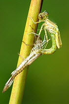 Common blue damselfly {Enallagma cyathigerum} emerging from nymphal case, UK. Sequence 3/3.
