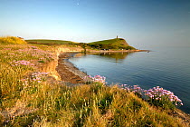 Coastline at Kimmeridge with Thrift flowering and calm sea,  looking towards Clavell Tower,  Dorset.