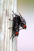 Flesh-flies {Sarcophaga carnaria} mating, Dunsdon DWT reserve, near Holsworthy, Devon, UK.