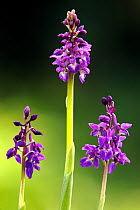 RF- Early purple orchids (Orchis mascula). Broxwater, Cornwall, UK.
