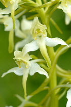 Greater butterfly orchid {Platanthera chlorantha} Badbury rings, Dorset, UK.