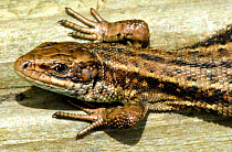 Common / Viviparous lizard {Lacerta vivipara} portrait, Bradworthy, Devon, UK.