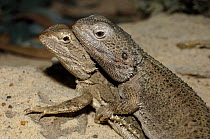 Eastern Bearded Dragons {Pogona barbata} mating on rock, Australian Reptile Park, Gosford New South Wales, Australia