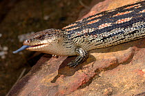 Blotched Blue tongue Lizard {Tiliqua nigrolutea} with tongue out in alarm display, The Australian Reptile Park, New South Wales, Australia.
