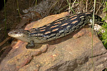 Blotched Blue-tongue Lizard {Tiliqua nigrolutea}sunning itself on rock, The Australian Reptile Park, New South Wales, Australia.