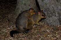 Common Brushtail Possum {Trichosurus vulpecula}  young possum on its mother's back, Queensland, Australia.