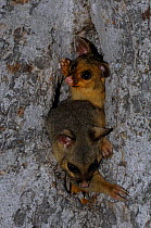 Common Brushtail Possum {Trichosurus vulpecula}  mother and young possum peering out of tree den, mother emerging, Queensland, Australia.