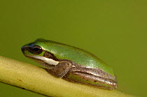 Eastern Dwarf Tree Frog {Litoria fallax} resting on blade of pond grass, Queensland, Australia  Colour (Green to pale brown) changes with surrounds.