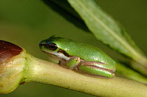 Eastern Dwarf Tree Frog {Litoria fallax} resting on blade of pond grass, Queensland, Australia