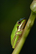 Eastern Dwarf Tree Frog {Litoria fallax} resting on blade of pond grass,  Queensland, Australia.