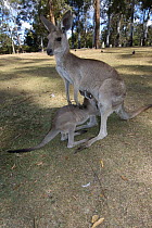 Great / Eastern Grey Kangaroo / Forester Kangaroo {Macropus giganteus} joey reaching inside mother's pouch for a drink, Eucalyptus woodland enclosure, Lone Pine Koala Sanctuary, Brisbane, Queensland,...