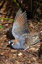 Male Flock Bronzewing {Phaps histrionica} on ground with wings open, exposing underside of wing and breast, The Australia Zoo, Beerwah, Queensland, Australia
