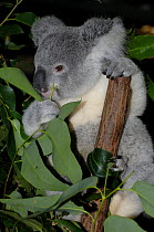 Koala (Northern Form) {Phascolarctos cinereus}feeding on gum leaves, Lone Pine Koala Sanctuary, Brisbane, Queensland, Australia