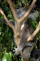 Koala {Phascolarctos cinereus} (Northern Form) sleeping in fork of tree,  Lone Pine Koala Sanctuary, Brisbane, Queensland, Australia