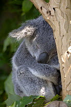 Koala {Phascolarctos cinereus} (Northern Form)asleep in tree, Lone Pine Koala Sanctuary, Brisbane, Queensland, Australia.