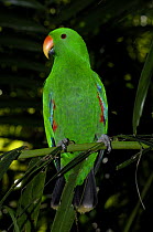 Male Eclectus Parrot {Eclectus roratus} perching on branch, The Australia Zoo, Beerwah, Queensland, Australia.